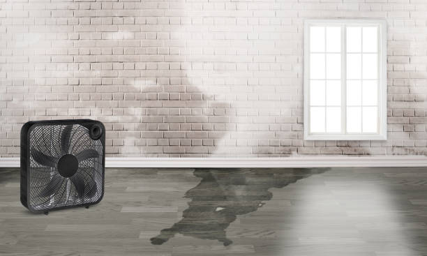 Best Water damage cleanup near me  in Lakewood Park, FL
